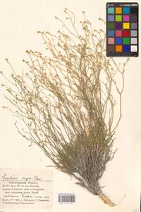 Lepidium lyratum L., Eastern Europe, Lower Volga region (E9) (Russia)