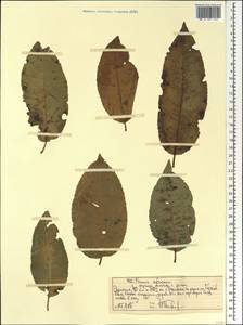 Pygeum africanum Hook. fil., Africa (AFR) (Ethiopia)