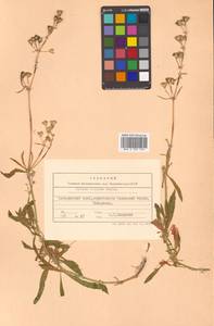 Silene foliosa Maxim., Siberia, Russian Far East (S6) (Russia)