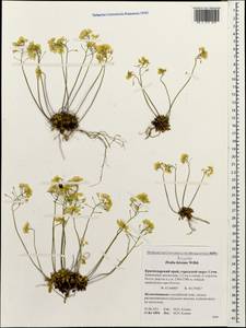 Draba hispida Willd., Caucasus, Krasnodar Krai & Adygea (K1a) (Russia)