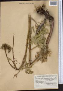 Conioselinum tataricum Hoffm., Middle Asia, Dzungarian Alatau & Tarbagatai (M5) (Kazakhstan)