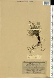 Potentilla cinerea subsp. incana (G. Gaertn., B. Mey. & Scherb.) Asch., Eastern Europe, Middle Volga region (E8) (Russia)