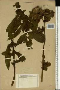 Cirsium oleraceum (L.) Scop., Eastern Europe, Central forest-and-steppe region (E6) (Russia)