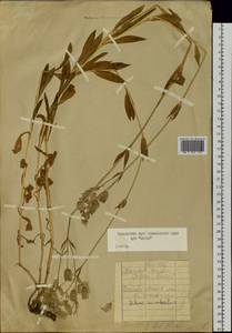 Silene vulgaris (Moench) Garcke, Siberia, Russian Far East (S6) (Russia)