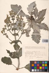MHA 0 156 118, Salvia aethiopis L., Eastern Europe, South Ukrainian region (E12) (Ukraine)
