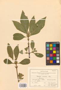 Euonymus macropterus Rupr., Siberia, Russian Far East (S6) (Russia)