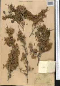 Atraphaxis pyrifolia Bunge, Middle Asia, Northern & Central Tian Shan (M4) (Kazakhstan)