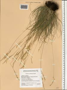 Festuca valesiaca Schleich. ex Gaudin, Eastern Europe, Central forest-and-steppe region (E6) (Russia)