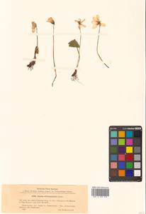 Oxalis obtriangulata Maxim., Siberia, Russian Far East (S6) (Russia)