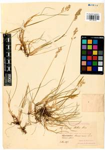 Limnas stelleri Trin., Siberia, Baikal & Transbaikal region (S4) (Russia)