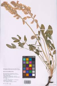 Hedysarum grandiflorum Pall., Eastern Europe, Lower Volga region (E9) (Russia)