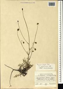 Papaver armeniacum subsp. armeniacum, Caucasus, Georgia (K4) (Georgia)