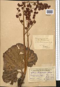 Rheum maximowiczii Losinsk., Middle Asia, Pamir & Pamiro-Alai (M2) (Uzbekistan)