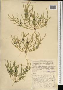 Corispermum mongolicum Iljin, Mongolia (MONG) (Mongolia)