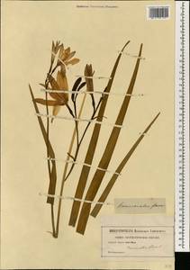 Hemerocallis lilioasphodelus L., South Asia, South Asia (Asia outside ex-Soviet states and Mongolia) (ASIA) (Not classified)