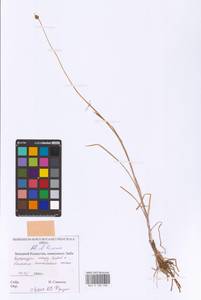 Allium lineare L., Middle Asia, Caspian Ustyurt & Northern Aralia (M8) (Kazakhstan)