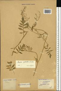 Rorippa sylvestris (L.) Besser, Eastern Europe, North-Western region (E2) (Russia)