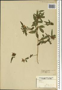 Crotalaria, Africa (AFR) (Guinea)