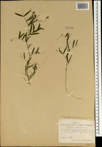 Lathyrus palustris L., Mongolia (MONG) (Mongolia)