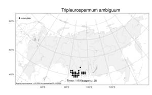 Tripleurospermum ambiguum (Ledeb.) Franch. & Sav., Atlas of the Russian Flora (FLORUS) (Russia)