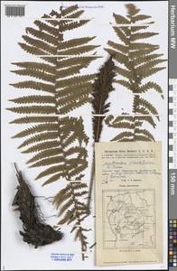 Matteuccia struthiopteris (L.) Tod., Middle Asia, Caspian Ustyurt & Northern Aralia (M8) (Kazakhstan)