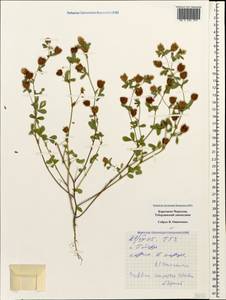 Trifolium campestre Schreb., Caucasus, Stavropol Krai, Karachay-Cherkessia & Kabardino-Balkaria (K1b) (Russia)