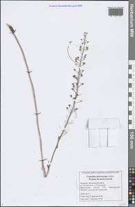 Camelina microcarpa Andrz. ex DC., Eastern Europe, Middle Volga region (E8) (Russia)