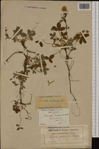 Potentilla montana Brot., Western Europe (EUR) (France)
