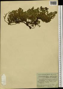 Dracocephalum palmatum Stephan ex Willd., Siberia, Russian Far East (S6) (Russia)