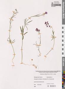 Cardamine trifida (Lam. ex Poir.) B.M.G.Jones, Siberia, Chukotka & Kamchatka (S7) (Russia)