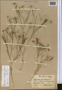 Cuminum setifolium (Boiss.) Koso-Pol., Middle Asia, Karakum (M6) (Turkmenistan)