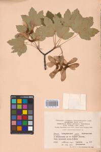 Acer pseudoplatanus L., Eastern Europe, West Ukrainian region (E13) (Ukraine)