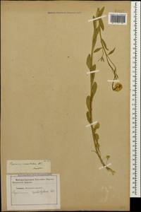 Erysimum leptophyllum (M.Bieb.) Andrz., Caucasus, Stavropol Krai, Karachay-Cherkessia & Kabardino-Balkaria (K1b) (Russia)