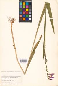 Gladiolus imbricatus L., Eastern Europe, Moscow region (E4a) (Russia)