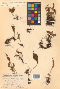 Pyrrosia petiolosa (Christ) Ching, Siberia, Russian Far East (S6) (Russia)