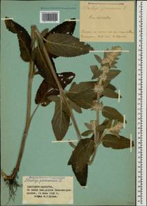 Stachys germanica L., Caucasus, Stavropol Krai, Karachay-Cherkessia & Kabardino-Balkaria (K1b) (Russia)