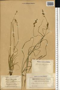 Carex elongata L., Eastern Europe, Latvia (E2b) (Latvia)