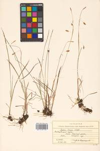 Carex laxa Wahlenb., Siberia, Russian Far East (S6) (Russia)