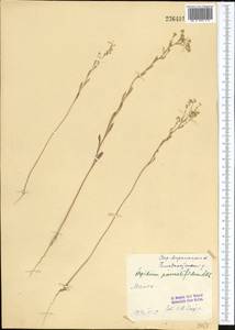 Lepidium pinnatifidum Ledeb., Middle Asia, Syr-Darian deserts & Kyzylkum (M7) (Uzbekistan)