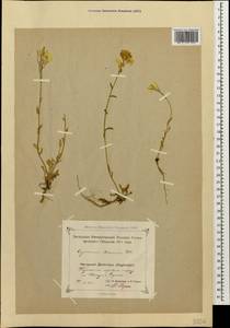 Erysimum ibericum (Adams) DC., Caucasus, Dagestan (K2) (Russia)