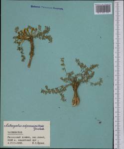 Astragalus adpressipilosus Gontsch., Middle Asia, Pamir & Pamiro-Alai (M2) (Tajikistan)