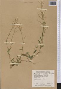 Arabidopsis lyrata subsp. kamchatica (Fisch. ex DC.) O'Kane & Al-Shehbaz, America (AMER) (Canada)