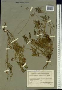 Erodium stephanianum Willd., Siberia, Altai & Sayany Mountains (S2) (Russia)