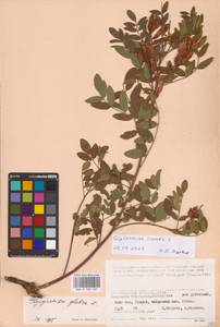 Glycyrrhiza glabra L., Eastern Europe, Lower Volga region (E9) (Russia)