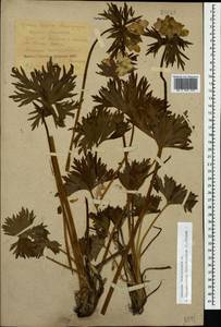 Anemonastrum narcissiflorum subsp. fasciculatum (L.) Raus, Caucasus, Krasnodar Krai & Adygea (K1a) (Russia)
