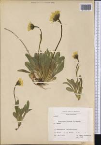 Hieracium alpinum L., America (AMER) (Greenland)