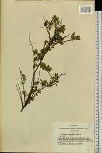 Spiraea hypericifolia L., Siberia, Altai & Sayany Mountains (S2) (Russia)