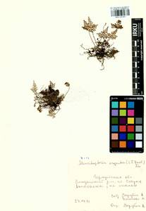 Aleuritopteris argentea (S. G. Gmel.) Fée, Siberia, Baikal & Transbaikal region (S4) (Russia)