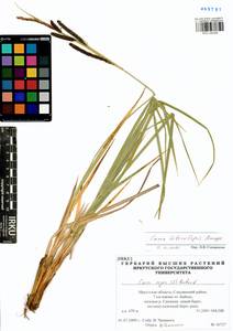 Carex heterolepis Bunge, Siberia, Baikal & Transbaikal region (S4) (Russia)