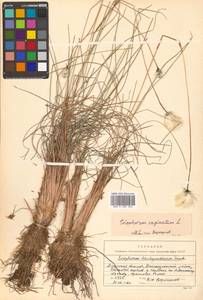 Eriophorum vaginatum L., Siberia, Russian Far East (S6) (Russia)